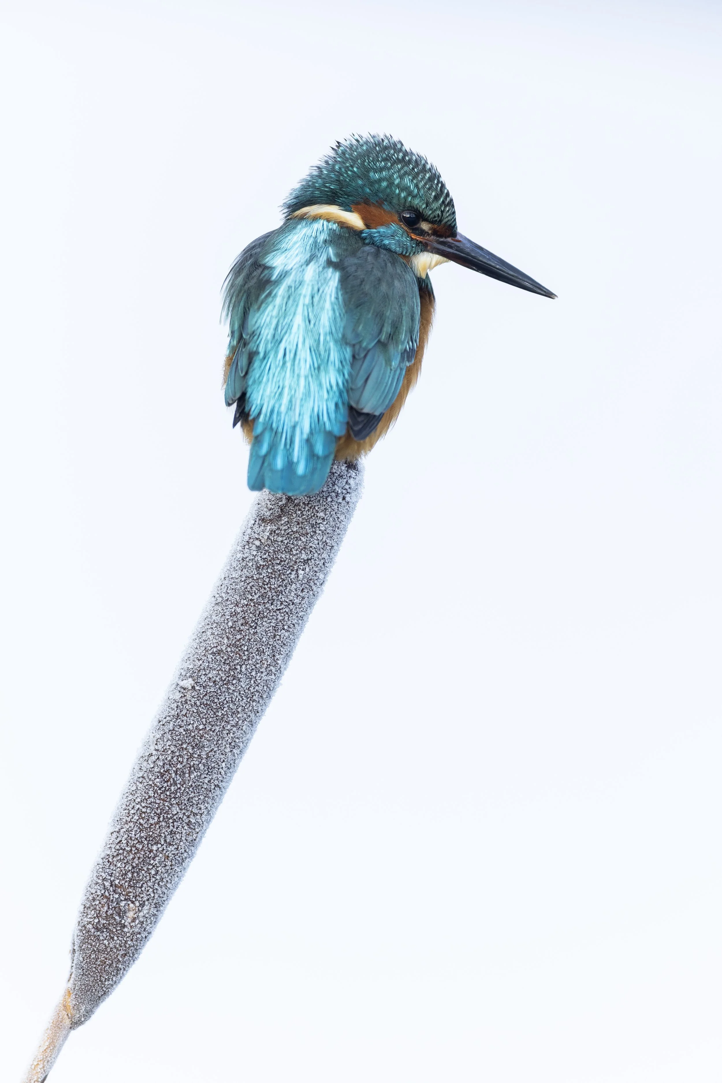 Nature & Wildlife Photography Awards 2026